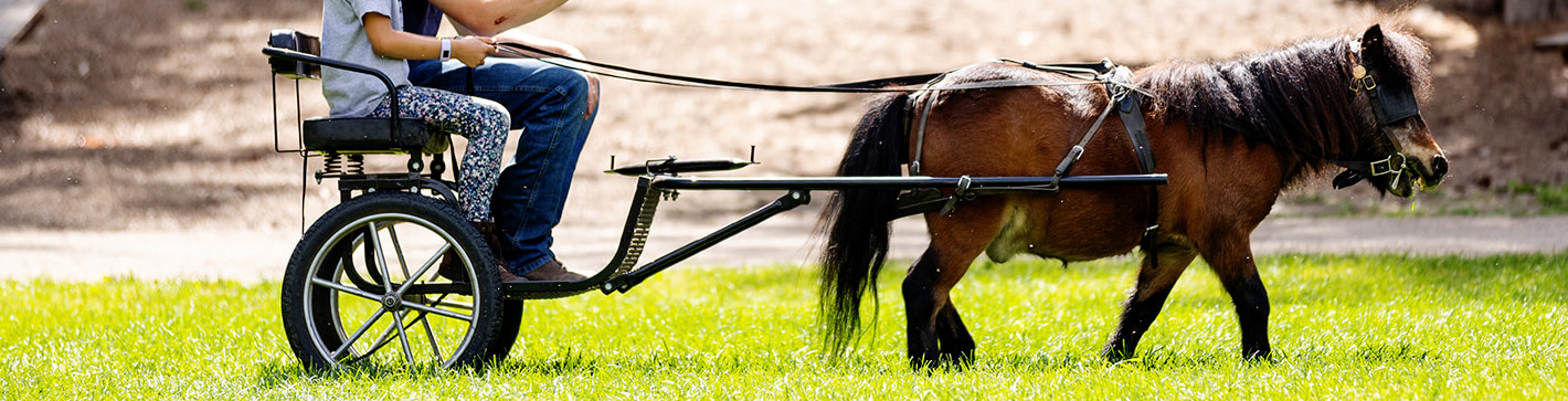 Cimarron stallion of Sunnybrae